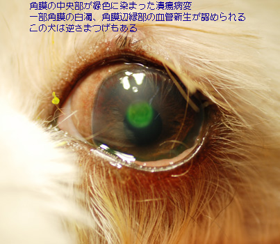 眼の病気｜きゅうたん犬猫病院｜静岡市葵区の動物病院